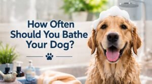 How Often Should You Bathe Your Dog?